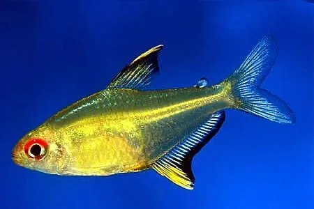 Bystrzyk pięknopłetwy - Hyphessobrycon pulchripinnis, Pomorskie, Gdańsk