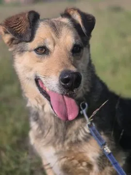 Figa - suczka w typie corgi, wesoła  Figa - nieduża ciałkiem, za to wielka osobowością :) Suczka pos, , Warszawa
