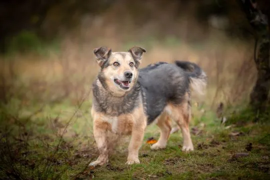 Figa - suczka w typie corgi, wesoła  Figa - nieduża ciałkiem, za to wielka osobowością :) Suczka pos, , Warszawa