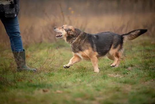 Figa - suczka w typie corgi, wesoła  Figa - nieduża ciałkiem, za to wielka osobowością :) Suczka pos, , Warszawa