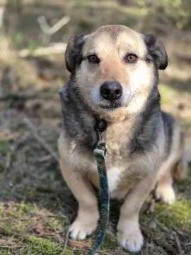 Figa - suczka w typie corgi, wesoła  Figa - nieduża ciałkiem, za to wielka osobowością :) Suczka pos, , Warszawa