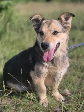 Figa - suczka w typie corgi, wesoła  Figa - nieduża ciałkiem, za to wielka osobowością :) Suczka pos