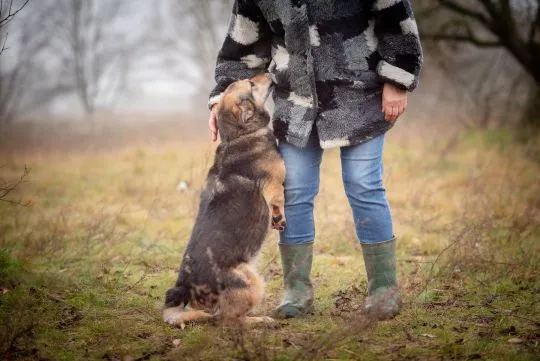 Figa - suczka w typie corgi, wesoła  Figa - nieduża ciałkiem, za to wielka osobowością :) Suczka pos, , Warszawa