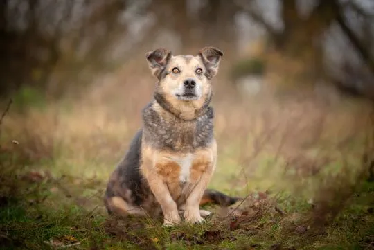 Figa - suczka w typie corgi, wesoła  Figa - nieduża ciałkiem, za to wielka osobowością :) Suczka pos, , Warszawa