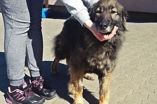 LUNA czeka na dom,  mazowieckie Warszawa