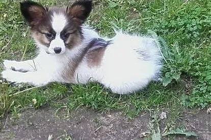 Piesek rasy PAPILLON,  mazowieckie Warszawa