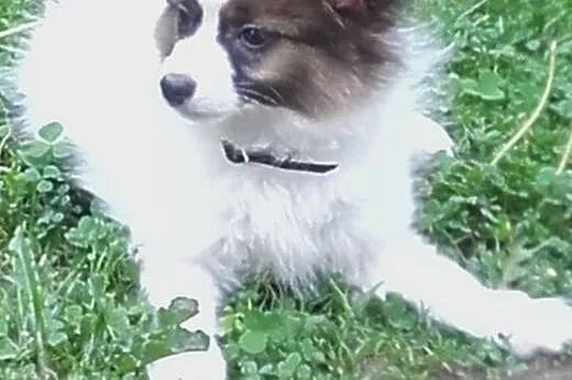 Piesek rasy PAPILLON,  mazowieckie Warszawa