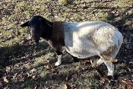 Pożycze barana do owiec