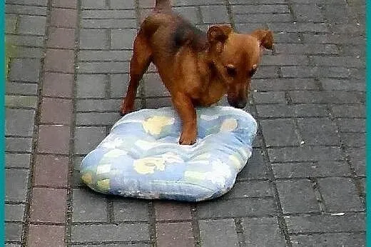 Wspaniały, malutki, młodziutki Bruno szuka dobrego