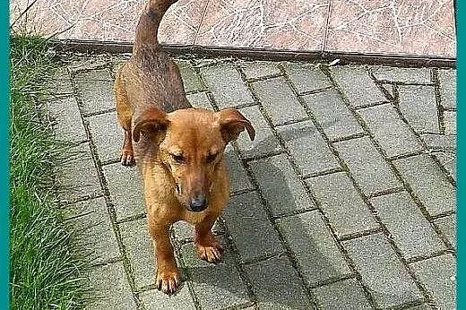 Wspaniały, malutki, młodziutki Bruno szuka dobrego