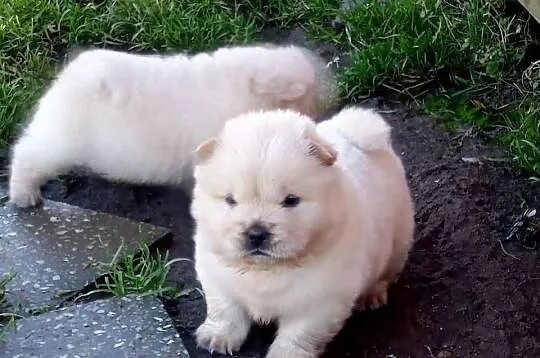 Chow chow szczeniaki
