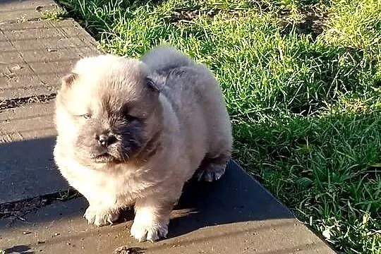 Chow chow szczeniaki, Opolskie, Jasienica Dolna