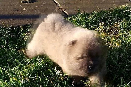Chow chow szczeniaki, Opolskie, Jasienica Dolna