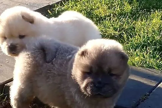 Chow chow szczeniaki, Opolskie, Jasienica Dolna