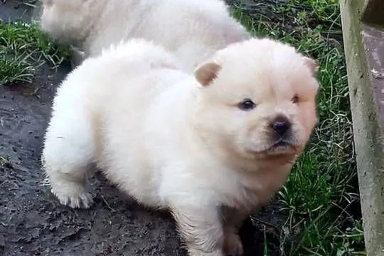 Chow chow szczeniaki, Opolskie, Jasienica Dolna