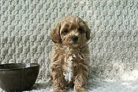 Wyjątkowa szczeniaki Maltipoo f1 ojciec import z Chin