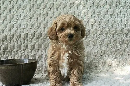 Wyjątkowa szczeniaki Maltipoo f1 ojciec import z Chin