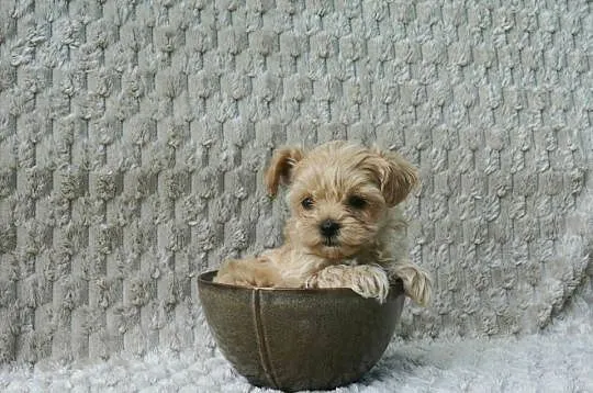Wyjątkowa szczeniaki Maltipoo f1 ojciec import z Chin, Mazowieckie, Garwolin