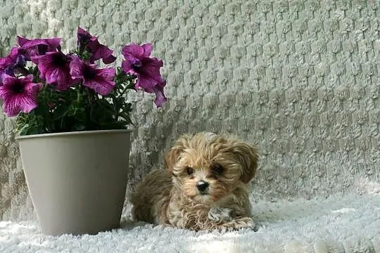 Wyjątkowa szczeniaki Maltipoo f1 ojciec import z Chin, Mazowieckie, Garwolin