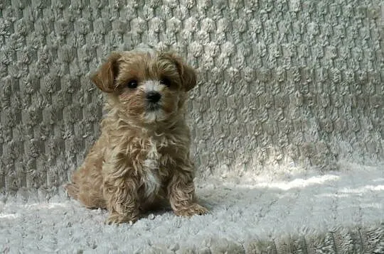 Wyjątkowa szczeniaki Maltipoo f1 ojciec import z Chin, Mazowieckie, Garwolin