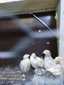 kurczaki 3miesieczne rozne rasy z przydomowej hodowli, , Sianów