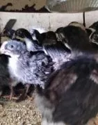 kurczaki 3miesieczne rozne rasy z przydomowej hodowli