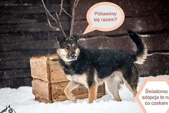 Zawsze gotowy Leo pies domowy, Kraków