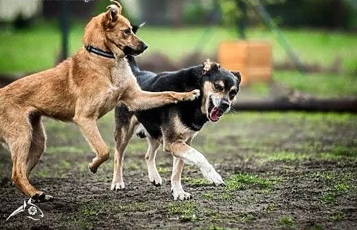 LORI-piękna sunia do adopcji!, śląskie Katowice