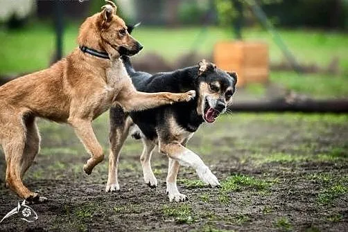 LORI-piękna sunia do adopcji!,  śląskie Katowice