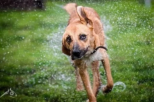 LORI-piękna sunia do adopcji!,  śląskie Katowice