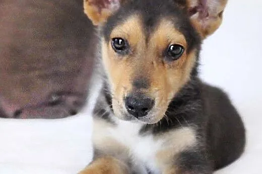 3-mc Fart - mix husky i owczarka - szuka najlepszego domu,  mazowieckie Warszawa
