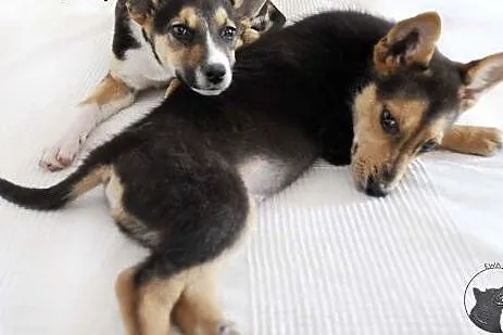3-mc Fart - mix husky i owczarka - szuka najlepsze