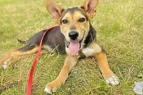 3-mc Fart - mix husky i owczarka - szuka najlepsze