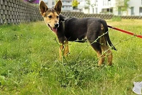 3-mc Fart - mix husky i owczarka - szuka najlepsze