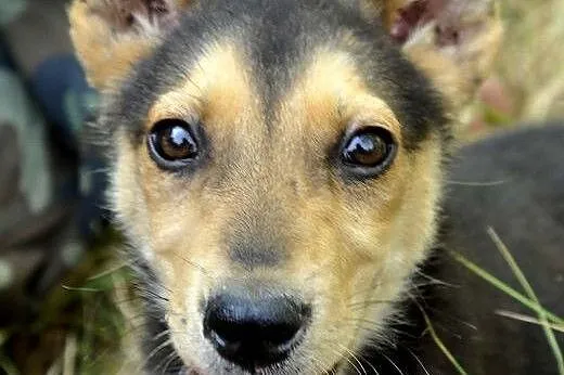 3-mc Fart - mix husky i owczarka - szuka najlepsze