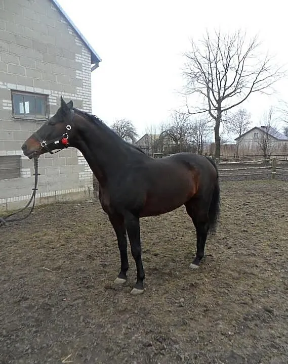 Stanówka Ogierem wlkp/poch.trk Czador 107 G Ol