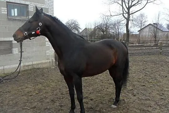Stanówka Ogierem wlkp/poch.trk Czador 107 G Ol