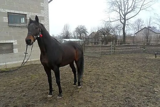 Stanówka Ogierem wlkp/poch.trk Czador 107 G Ol