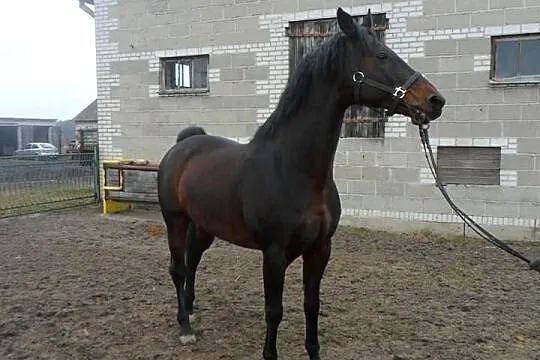 Stanówka Ogierem wlkp/poch.trk Czador 107 G Ol