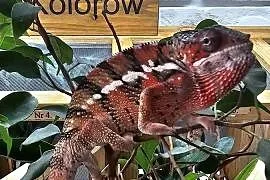 Samiec kameleon lamparci Ambilobe
