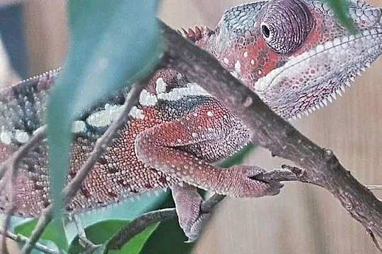 Samiec kameleon lamparci Ambilobe, Małopolskie, Kraków