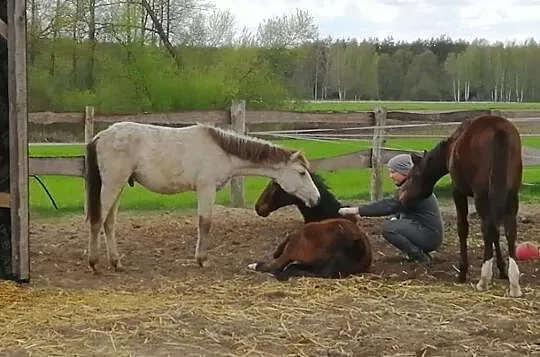 Piękny tarantowaty ogierek, Żelechów