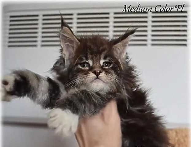 Pregowana pieknośc w nowym typie maine coon !