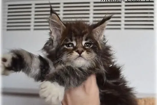 Pregowana pieknośc w nowym typie maine coon !