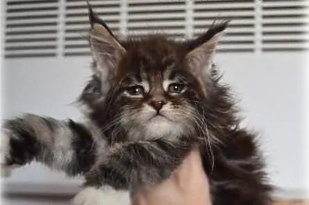 Pregowana pieknośc w nowym typie maine coon !
