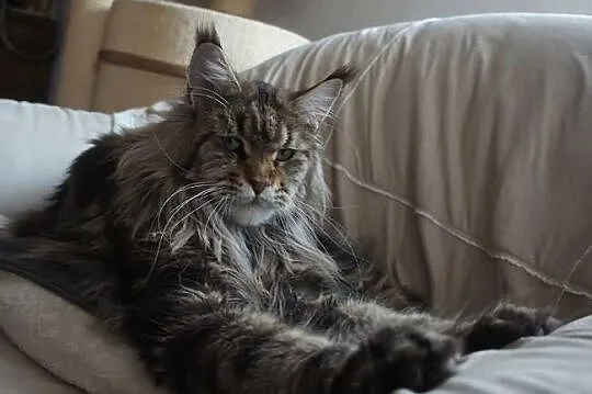 Pregowana pieknośc w nowym typie maine coon !