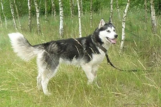 Nina suczka husky szuka aktywnego domu, Husky cała Polska