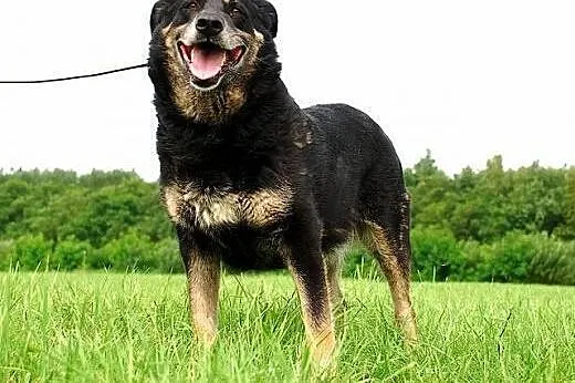 MIRA - uśmiechnięta SUNIA do adopcji,  mazowieckie Warszawa