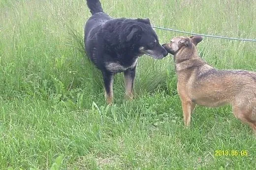 MIRA - uśmiechnięta SUNIA do adopcji,  mazowieckie