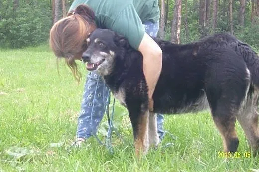 MIRA - uśmiechnięta SUNIA do adopcji,  mazowieckie